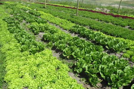 Farm